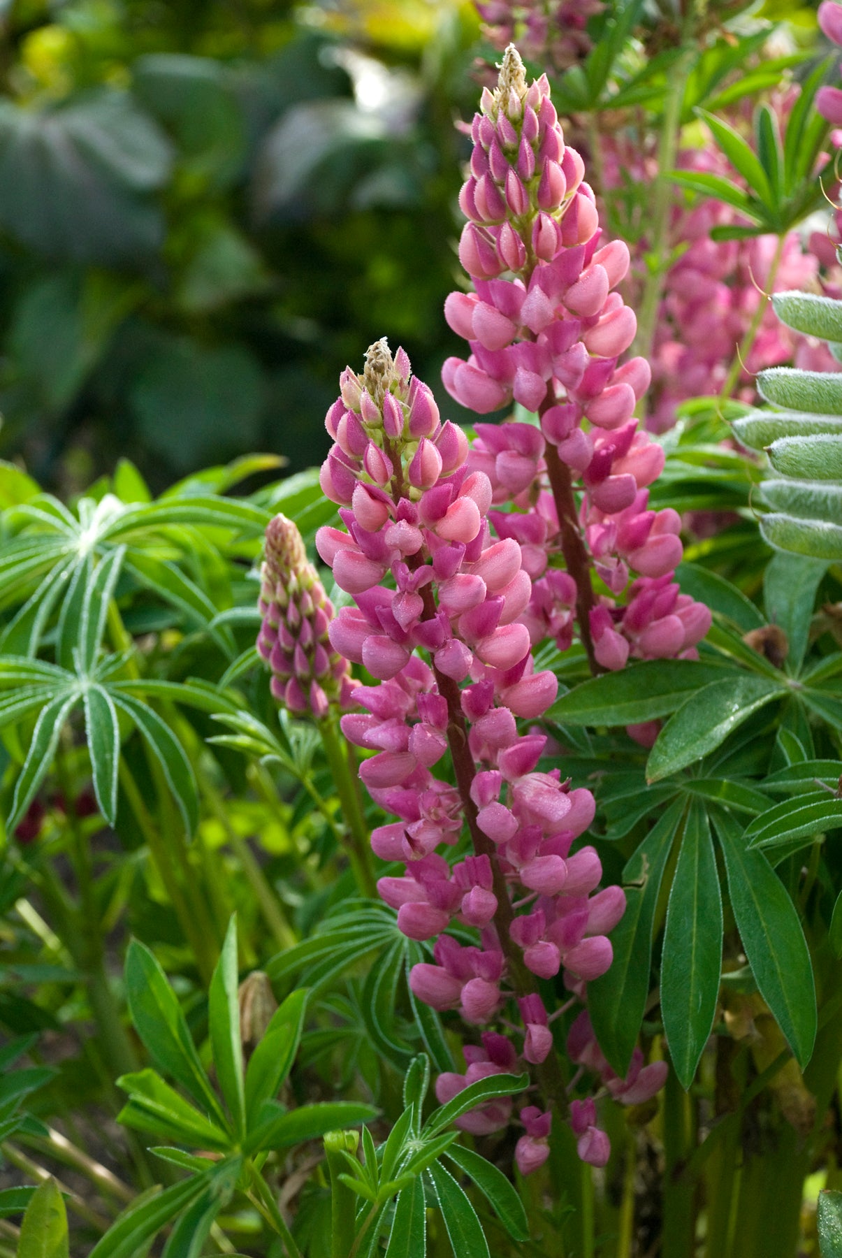 Lupinus x Popsicle Pink Popsicle Pink Lupine