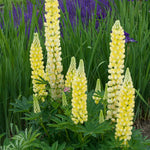 Lupinus x Popsicle Yellow Popsicle Yellow Lupine