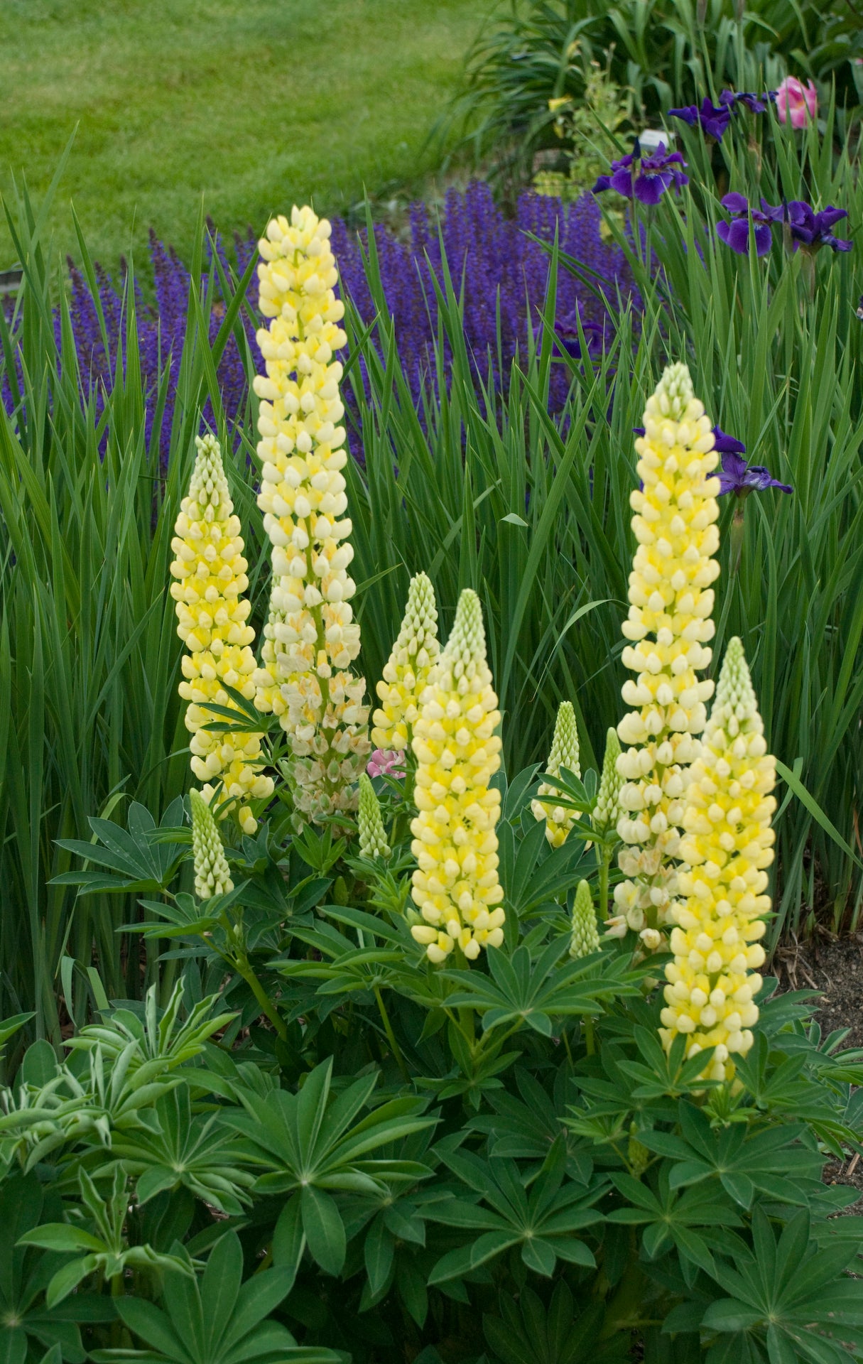 Lupinus x Popsicle Yellow Popsicle Yellow Lupine