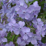 Phlox divaricata Blue Moon Woodland Phlox