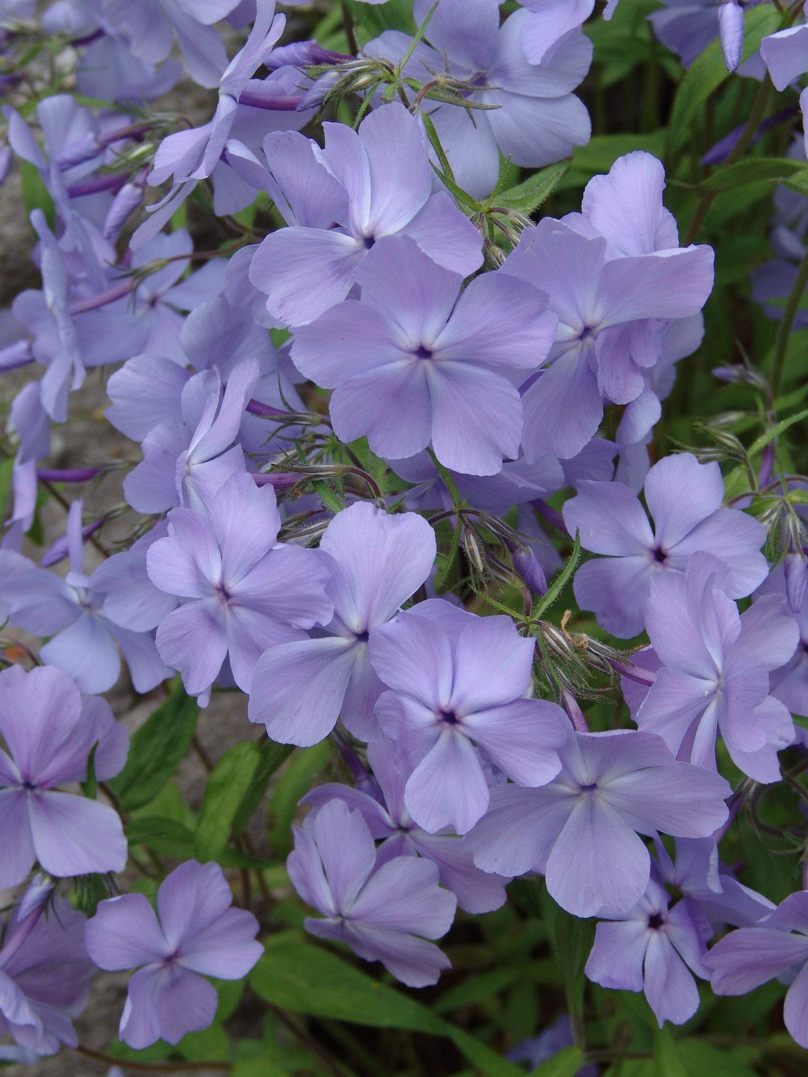 Phlox divaricata Blue Moon Woodland Phlox