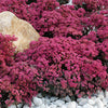 Sedum x Dazzleberry PP22457 Stonecrop