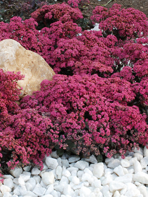 Sedum x Dazzleberry PP22457 Stonecrop