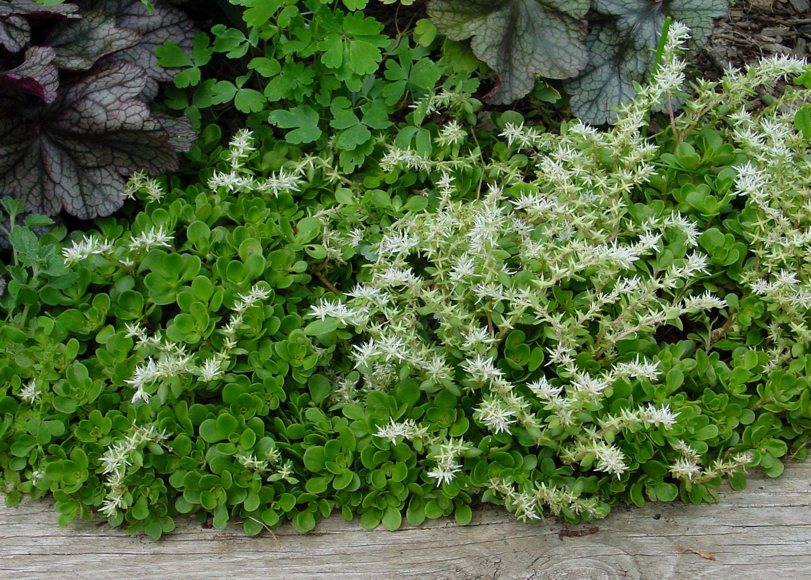 Sedum ternatum Larinem Park Woodland Stonecrop