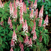 Tiarella x Pink Skyrocket PP13382, COPF Foam Flower