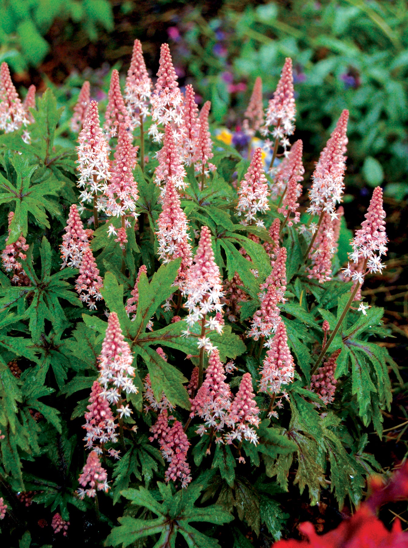 Tiarella x Pink Skyrocket PP13382, COPF Foam Flower