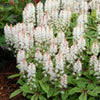 Tiarella x Spring Symphony PP12397, COPF Foam Flower