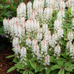 Tiarella x Spring Symphony PP12397, COPF Foam Flower