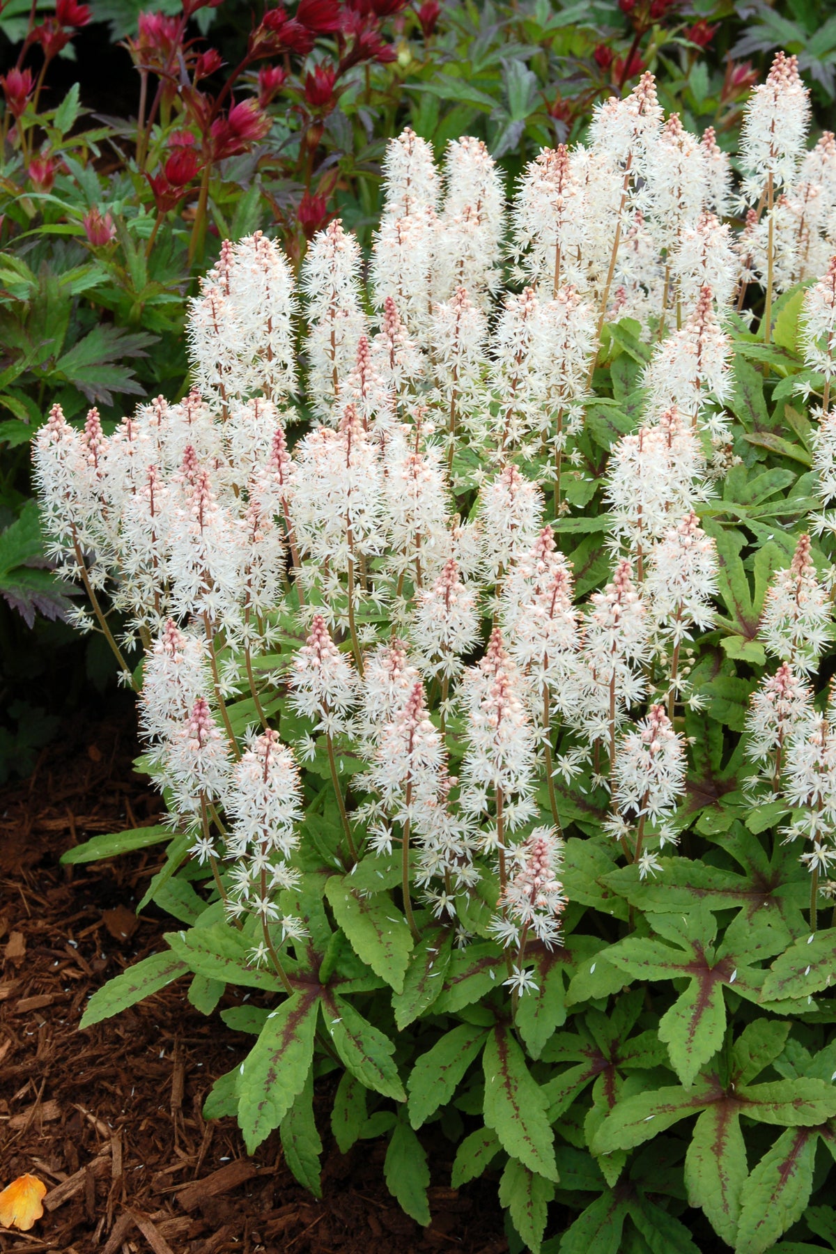 Tiarella x Spring Symphony PP12397, COPF Foam Flower