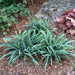 Carex laxiculmus Bunny Blue Hobb Bunny Blue Sedge