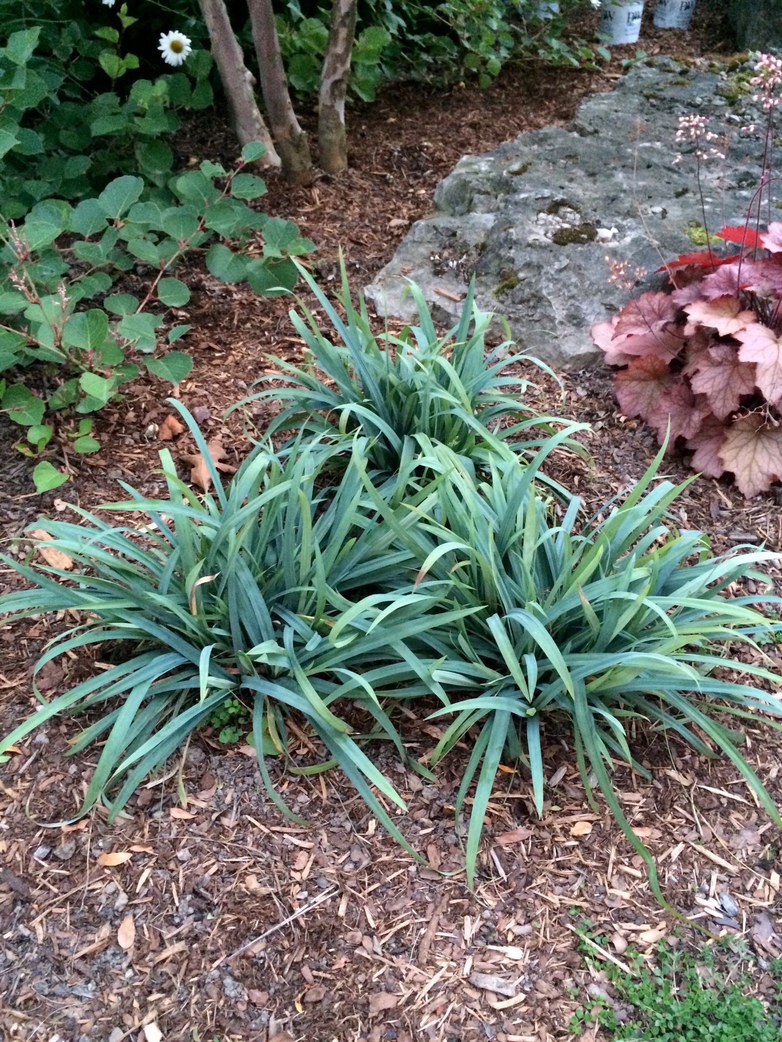 Carex laxiculmus Bunny Blue Hobb Bunny Blue Sedge