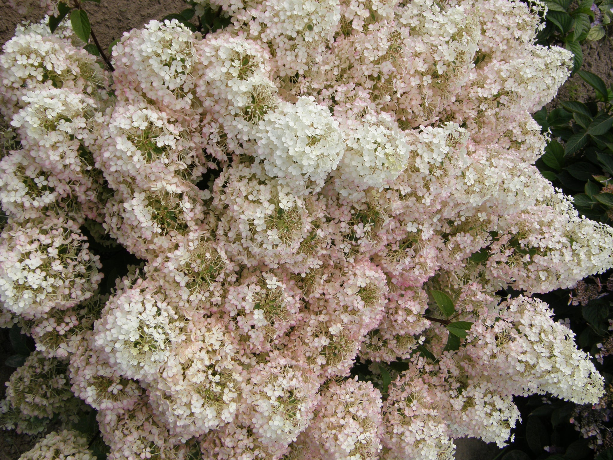 Hydrangea paniculata Bobo ILVOBO PP22782, CPBR4910 Bobo Hydrangea