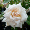 Rosa Swan Lake Schwanensee Swan Lake Rose