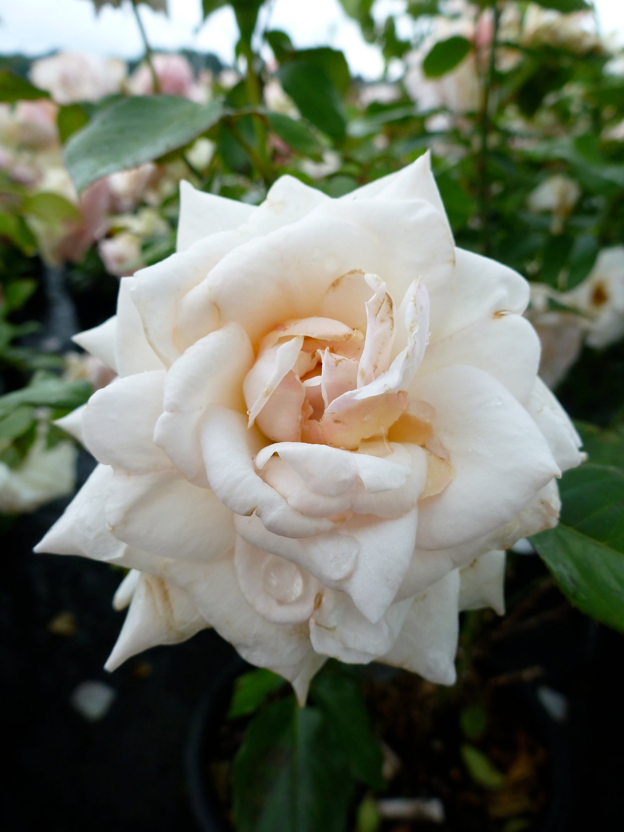 Rosa Swan Lake Schwanensee Swan Lake Rose