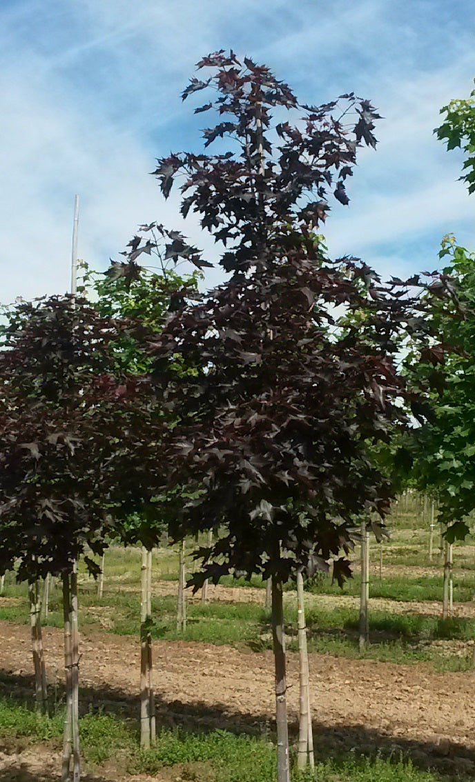 Acer truncatum x platanoides Crimson Sunset JFS KW202 PP21838 Crimson Sunset Maple