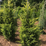 Juniperus chinensis Mac's Golden Mac's Golden Juniper