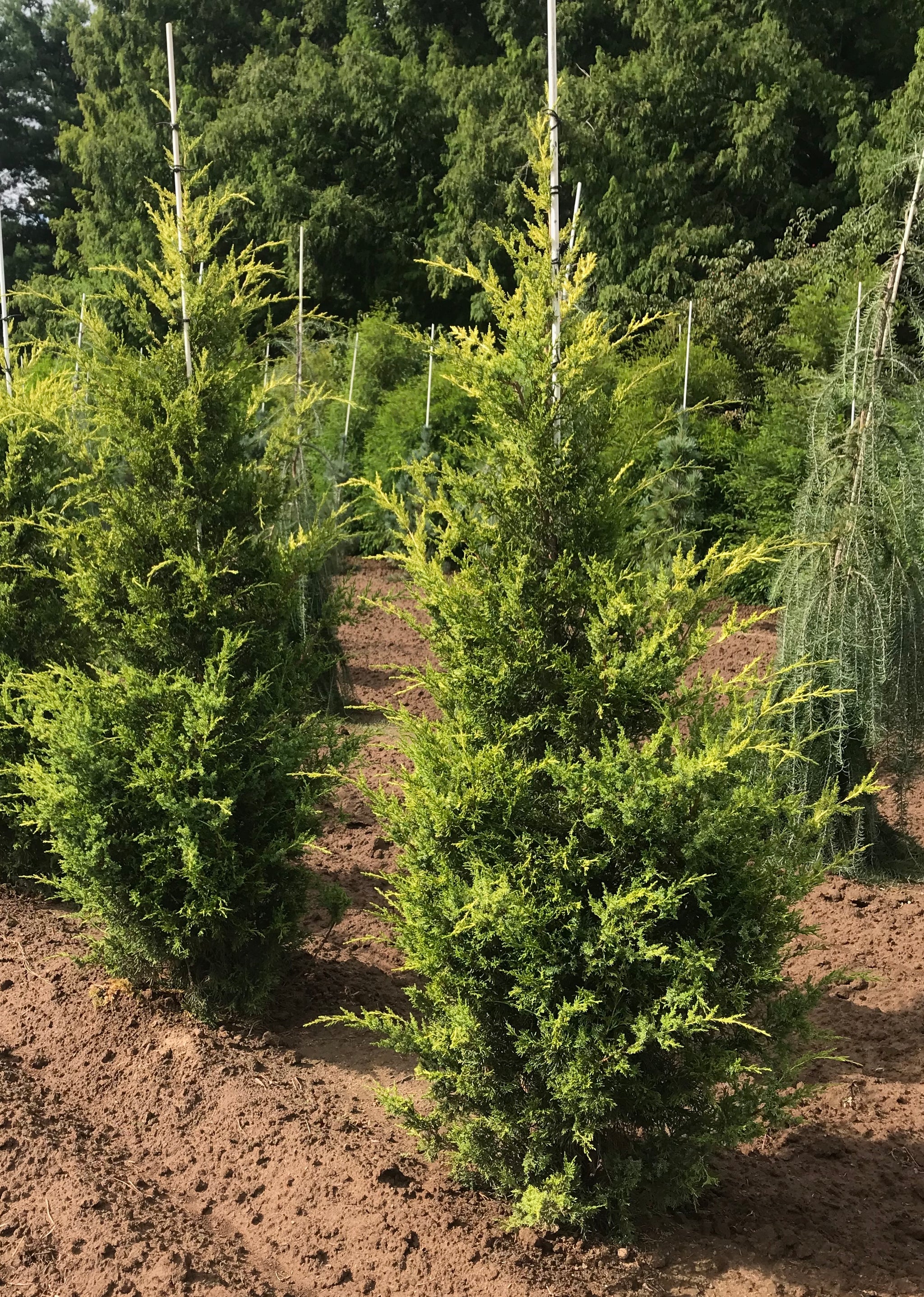 Juniperus chinensis Mac's Golden Mac's Golden Juniper