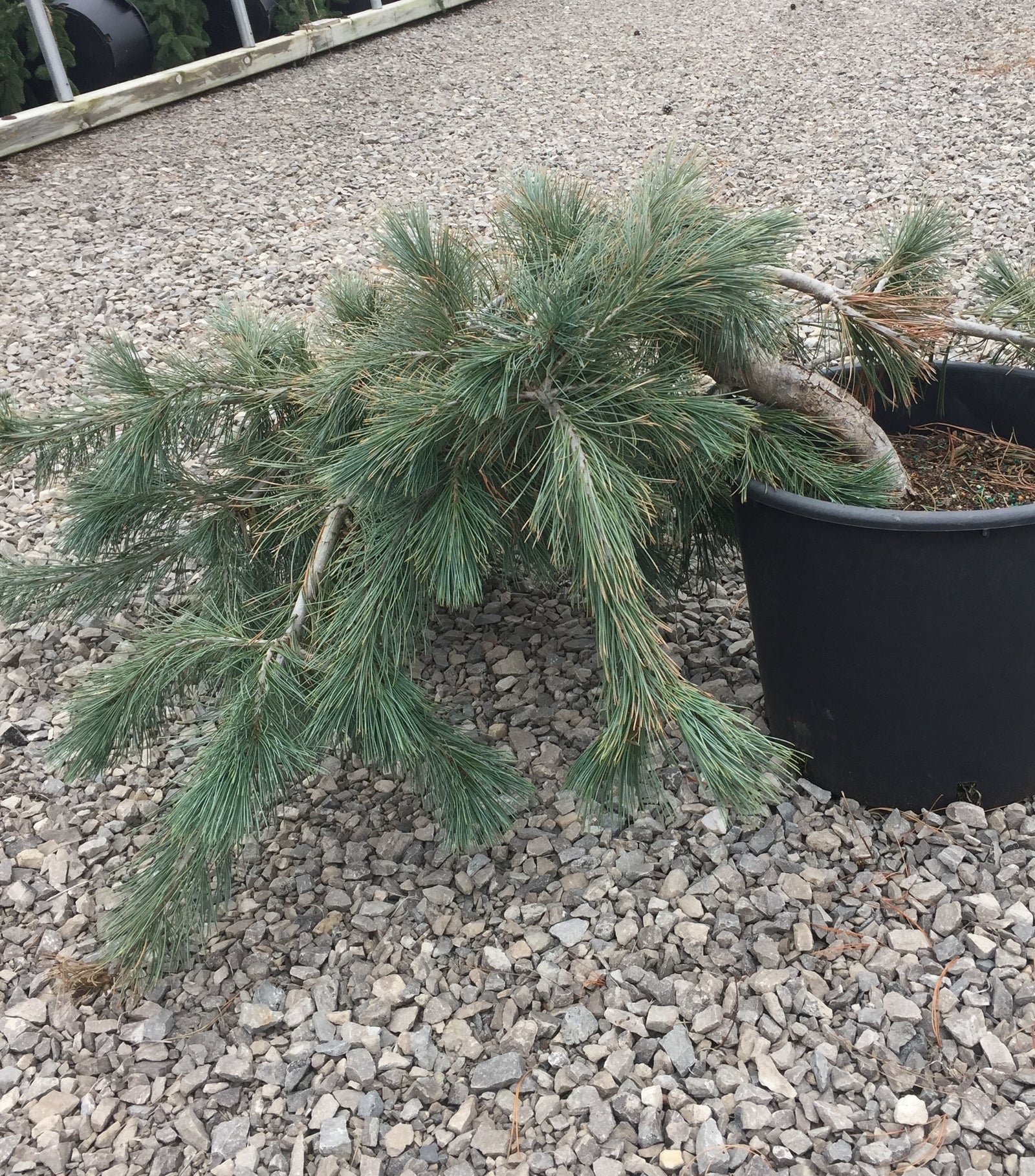 Pinus flexilis Prostrata Creeping Limber Pine