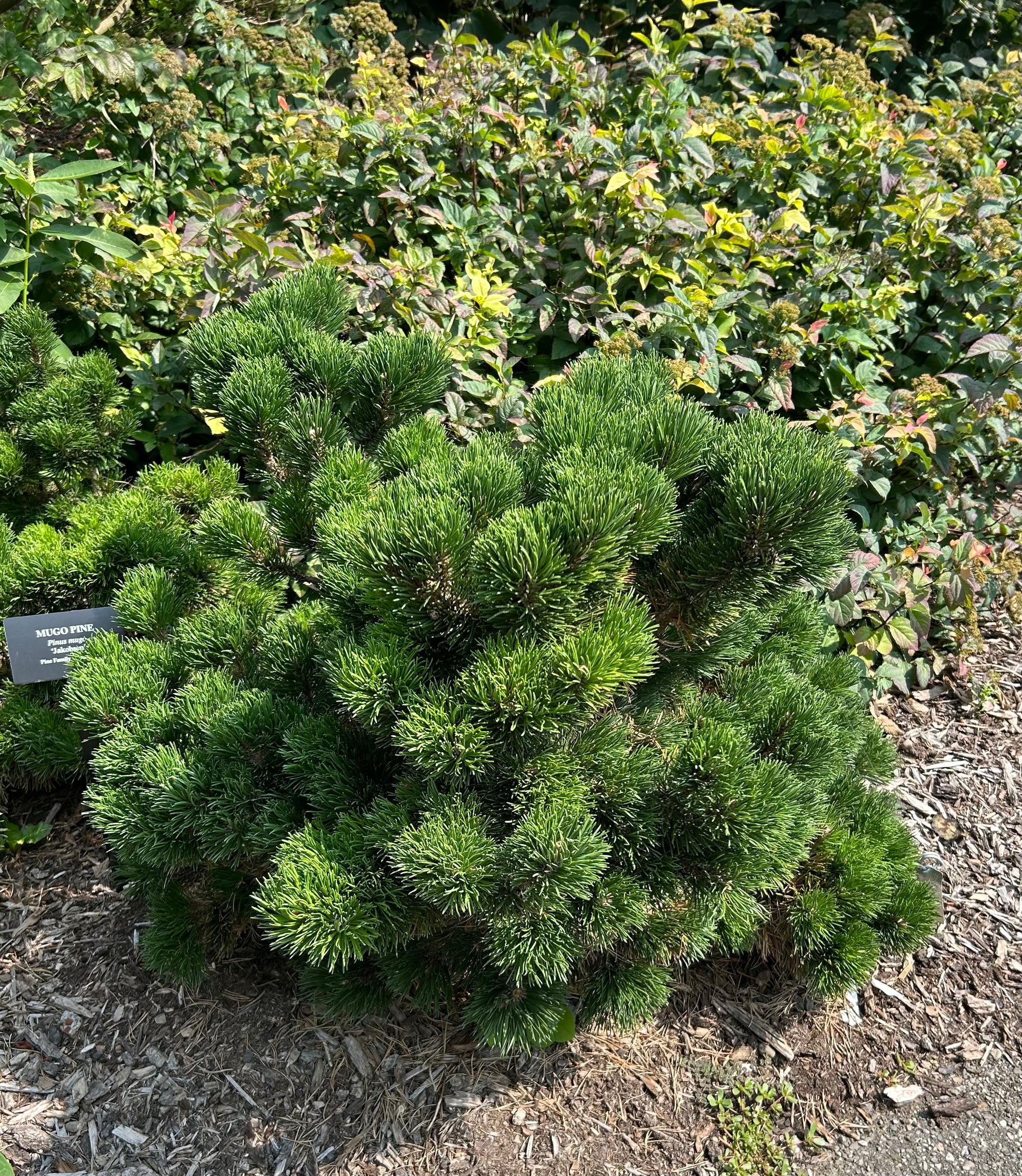 Pinus mugo Jakobsen Jakobsen Dwarf Mugo Pine