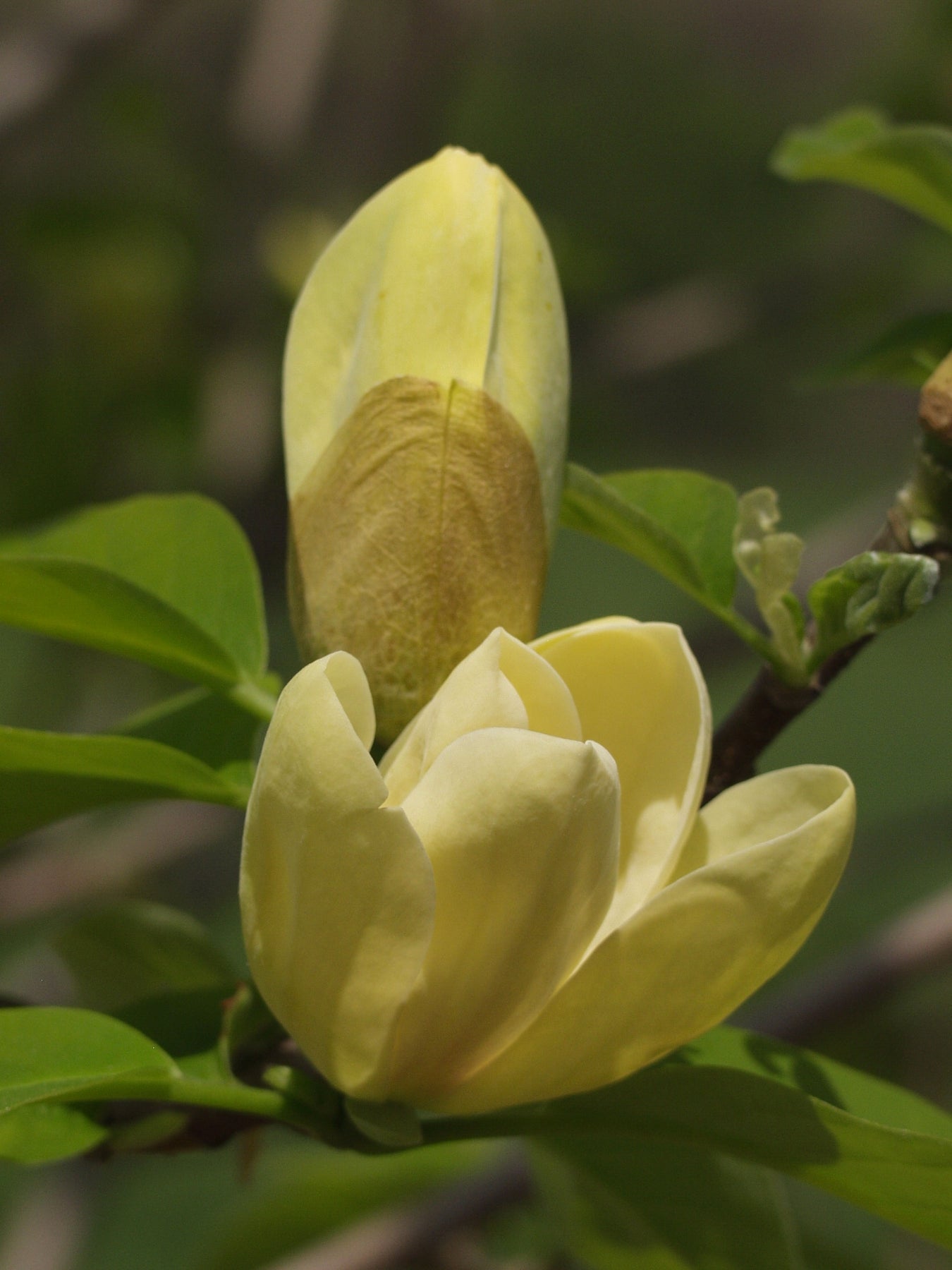 Magnolia x brooklynensis Yellow Bird Yellow Bird Magnolia