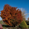 Acer palmatum Shishigashira Lion's Head Japanese Maple