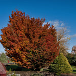 Acer palmatum Shishigashira Lion's Head Japanese Maple