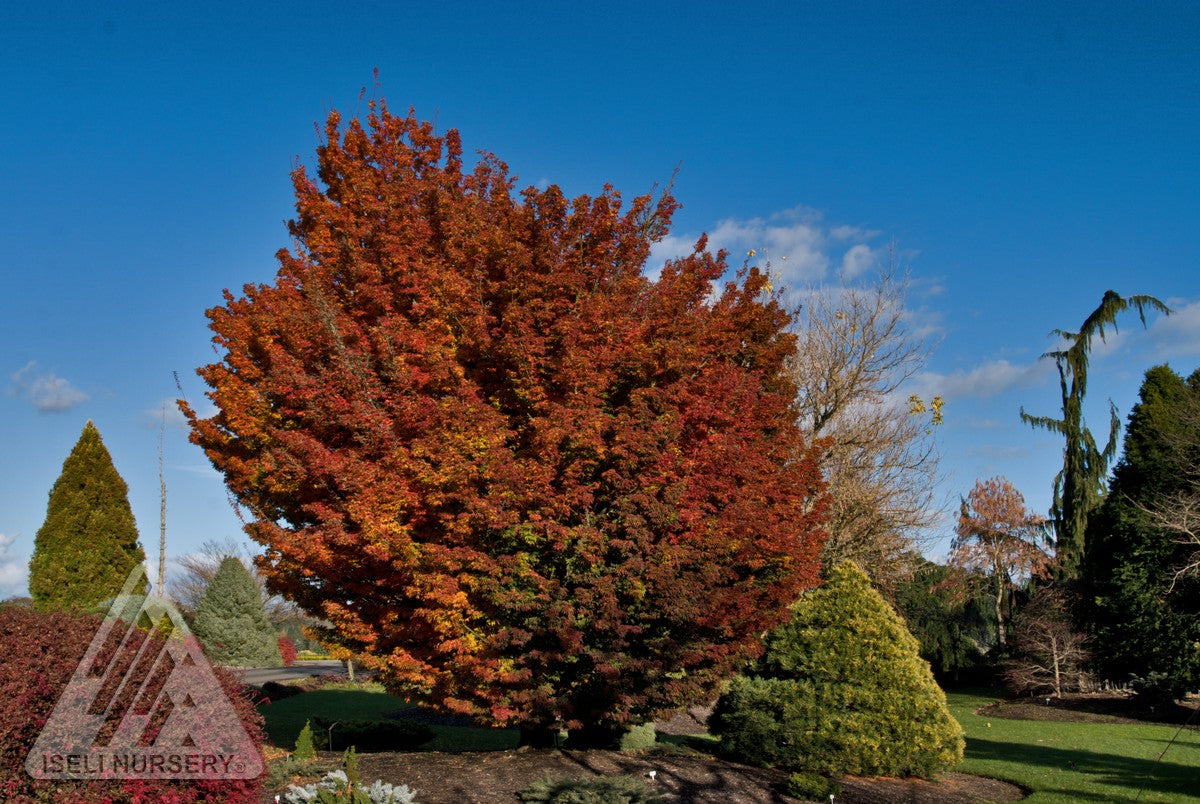 Acer palmatum Shishigashira Lion's Head Japanese Maple