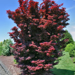 Acer palmatum Twombly's Red Sentinel Twombly's Red Sentinel Japanese Maple