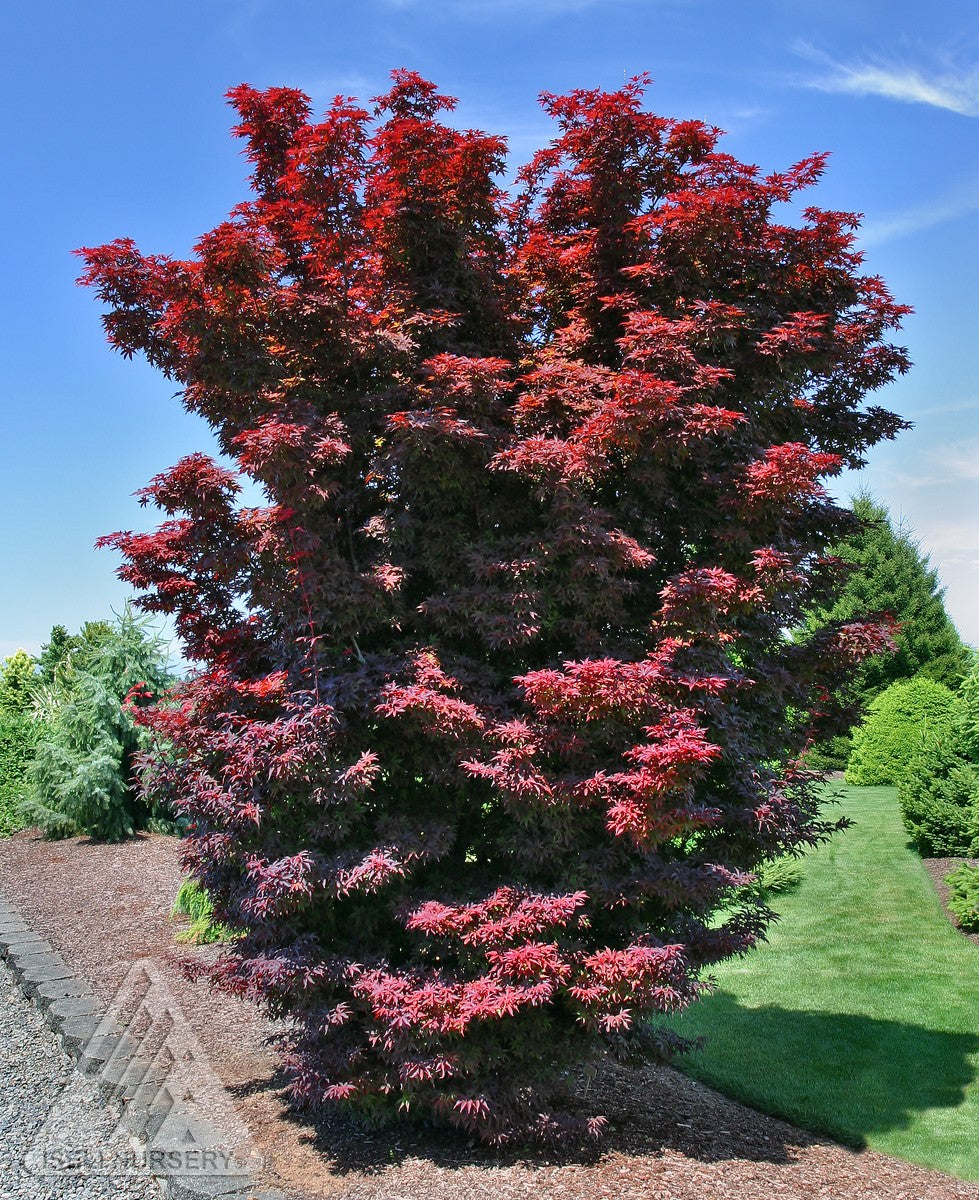 Acer palmatum Twombly's Red Sentinel Twombly's Red Sentinel Japanese Maple