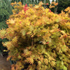 Acer shirasawanum Autumn Moon Autumn Moon Full Moon Maple