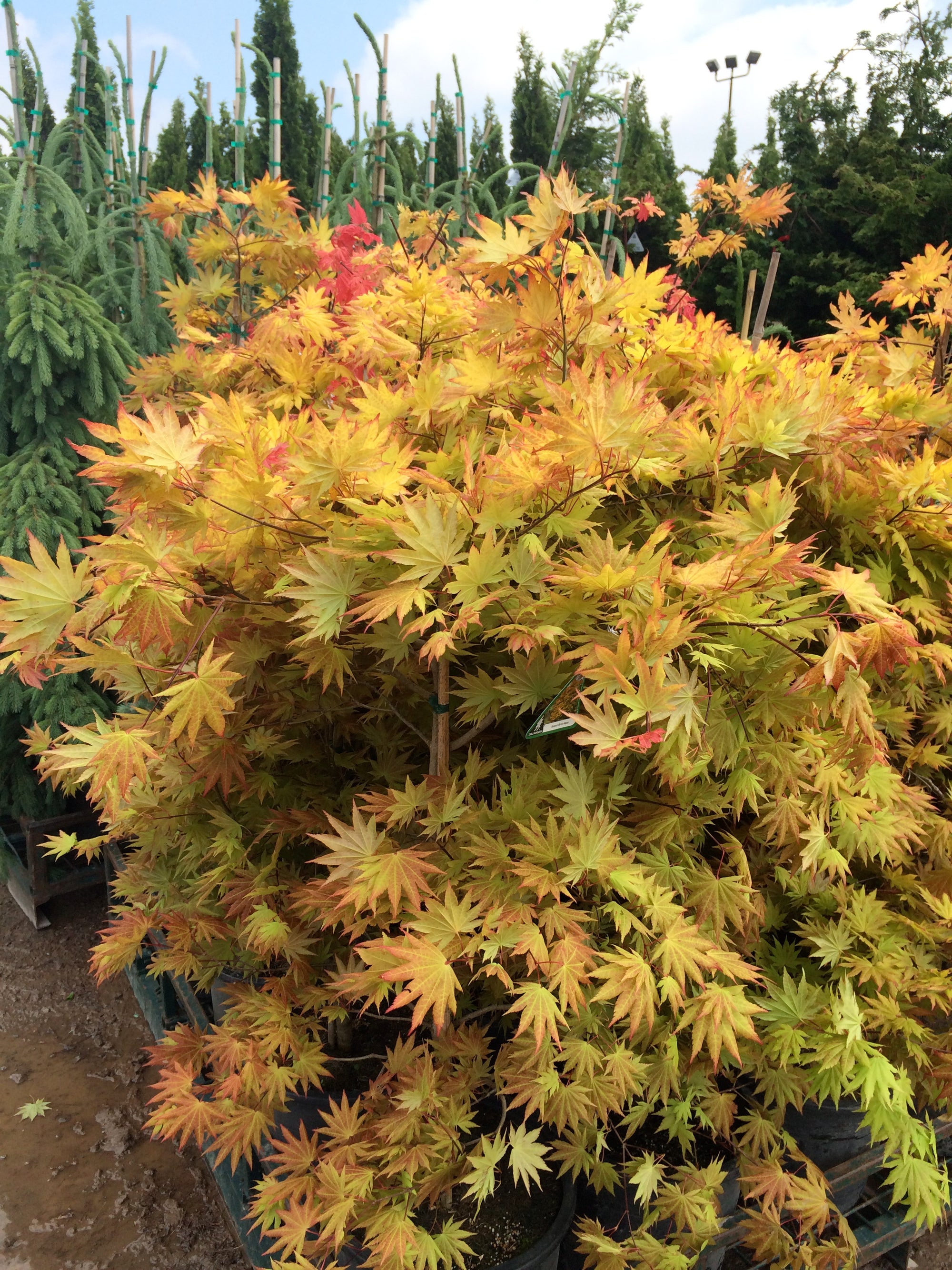 Acer shirasawanum Autumn Moon Autumn Moon Full Moon Maple