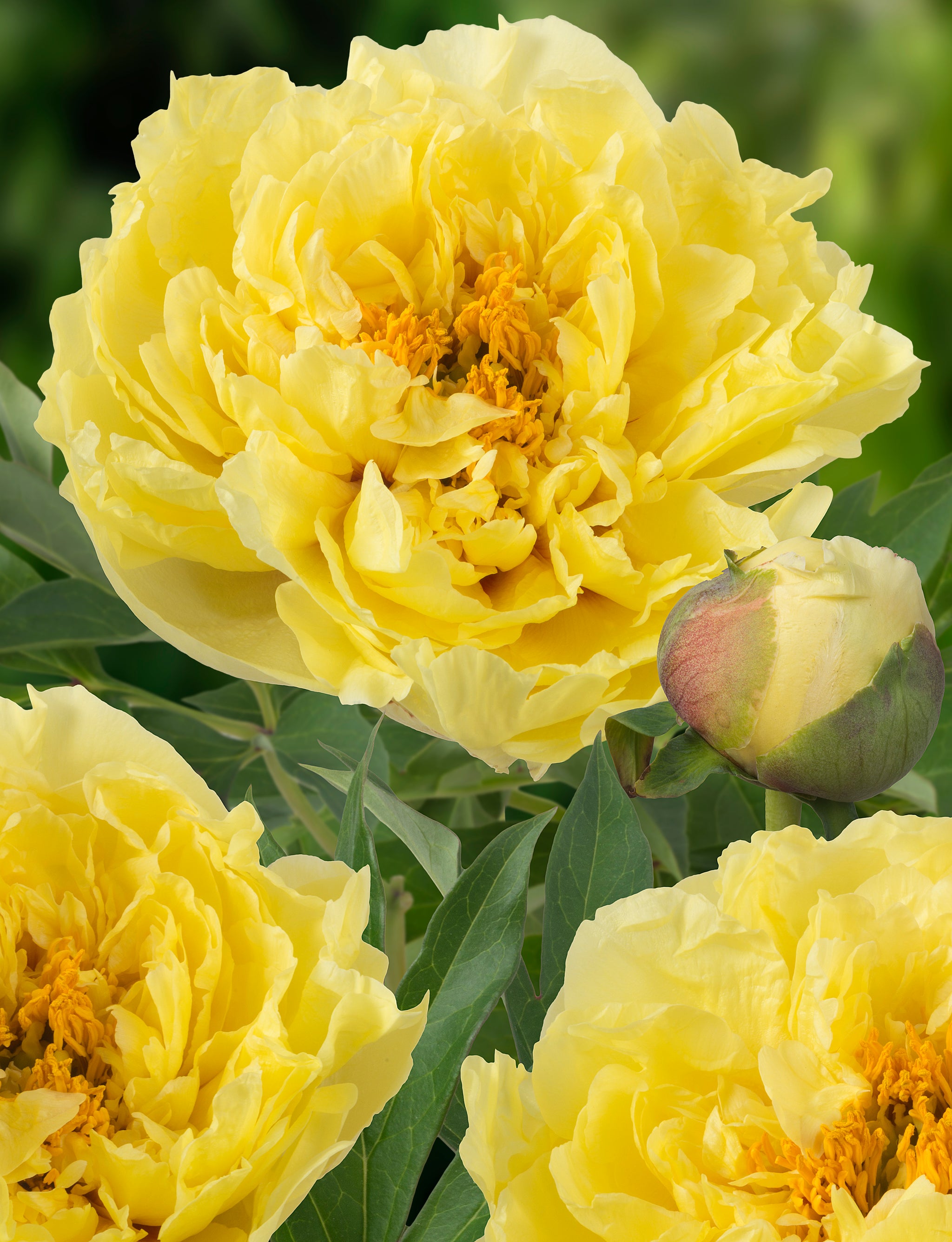 Intersectional Peony – GardenTap