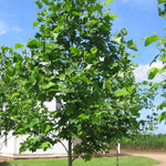 Liriodendron tulipifera Emerald City JFS Oz Emerald City Tulip Tree