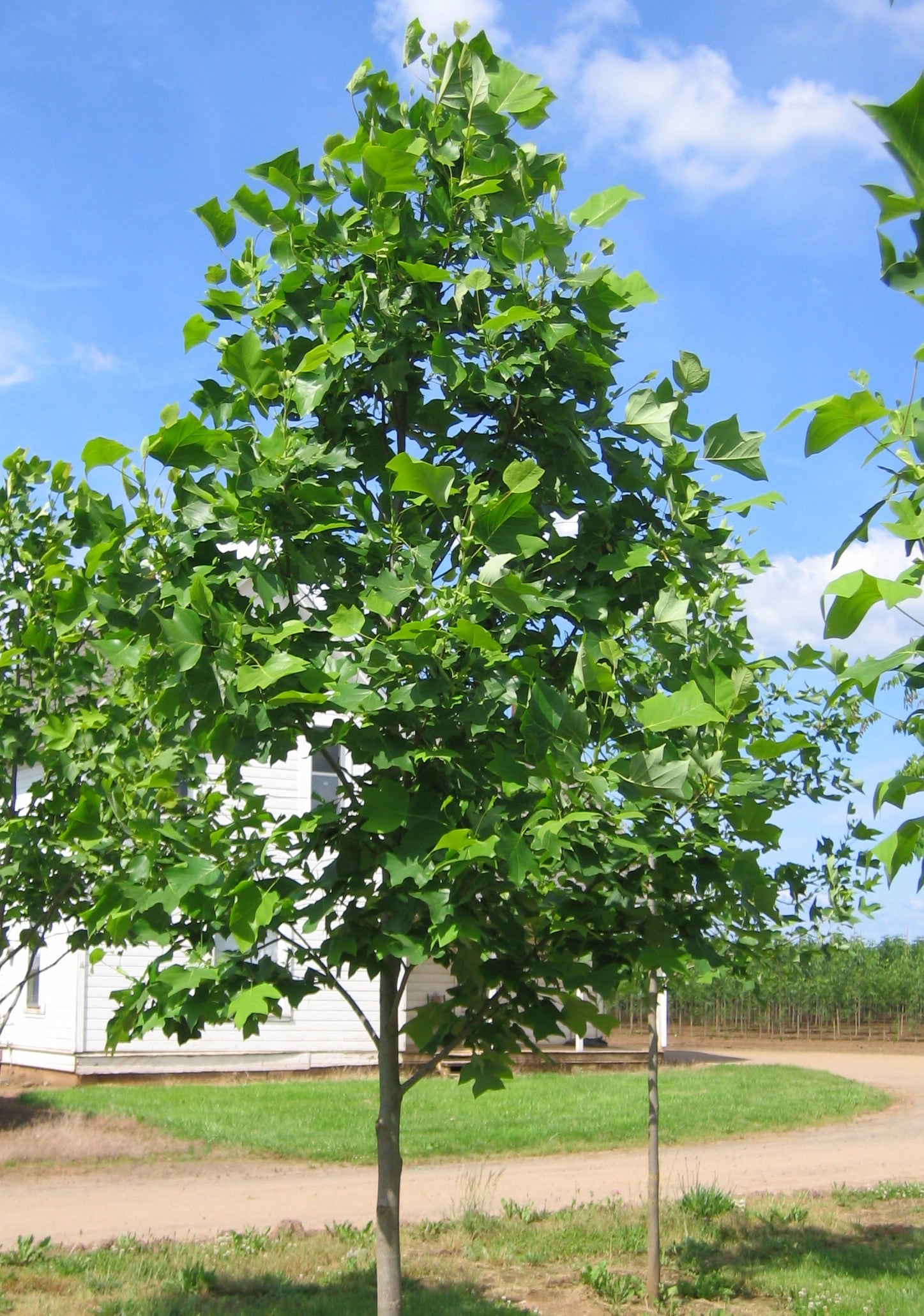 Liriodendron tulipifera Emerald City JFS Oz Emerald City Tulip Tree