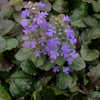 Ajuga reptans Bronze Beauty Bugleweed