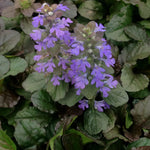 Ajuga reptans Bronze Beauty Bugleweed