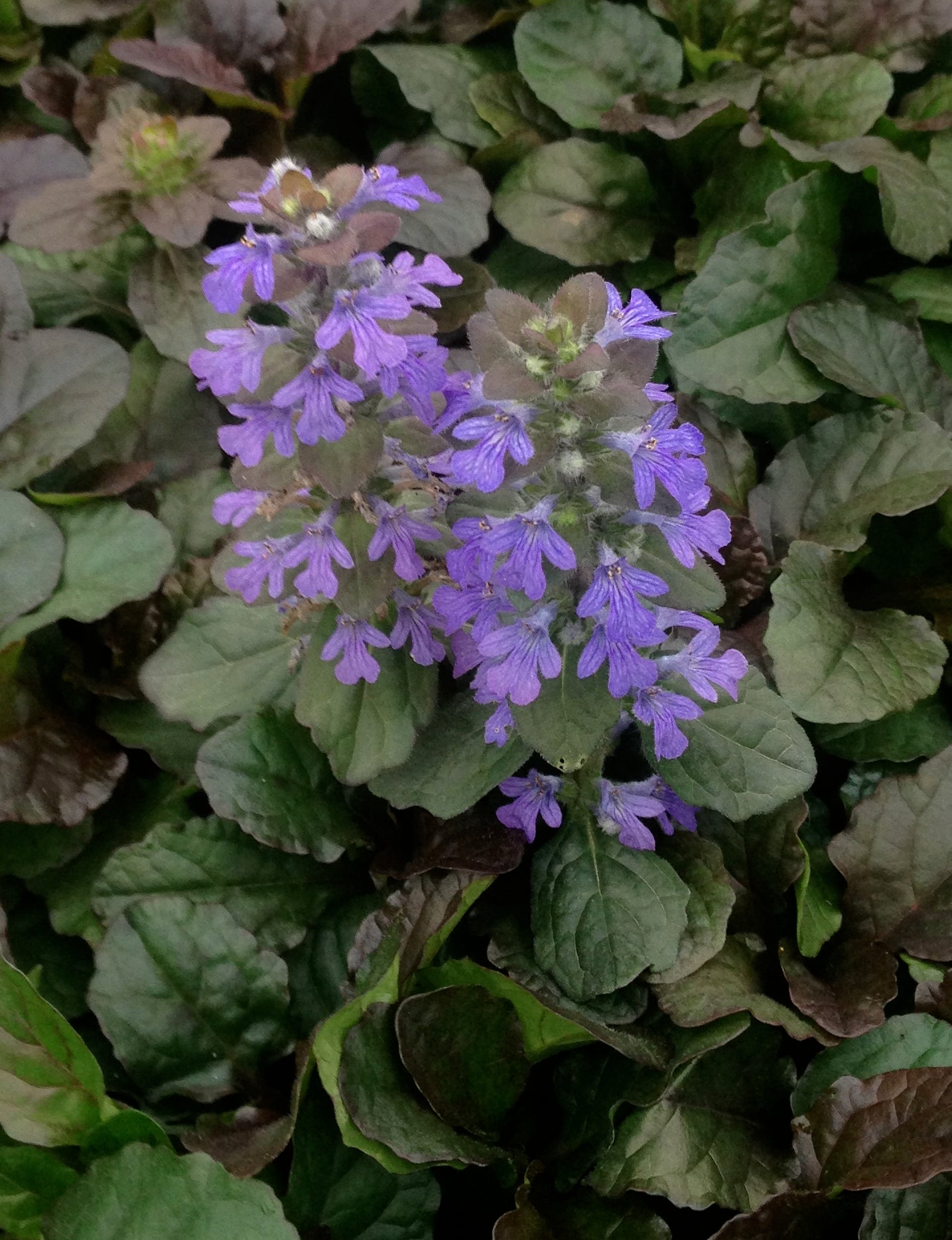 Ajuga reptans Bronze Beauty Bugleweed