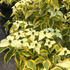 Cornus kousa Summer Gold PP22765 Summer Gold Dogwood