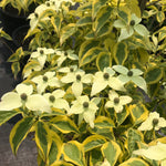 Cornus kousa Summer Gold PP22765 Summer Gold Dogwood