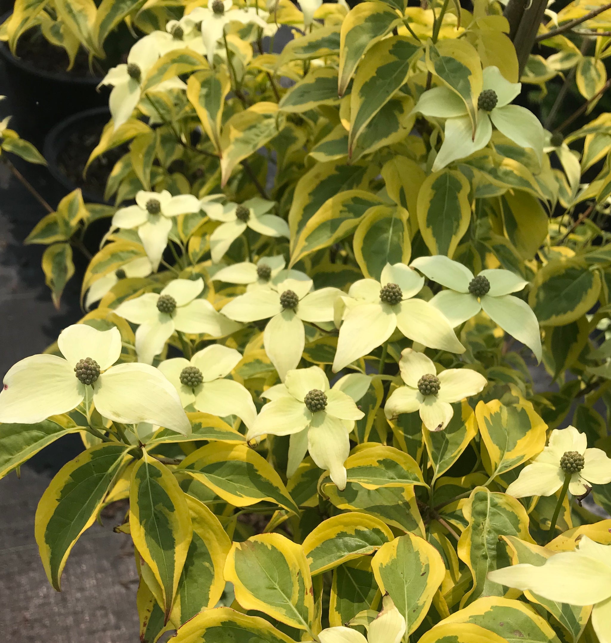 Cornus kousa Summer Gold PP22765 Summer Gold Dogwood