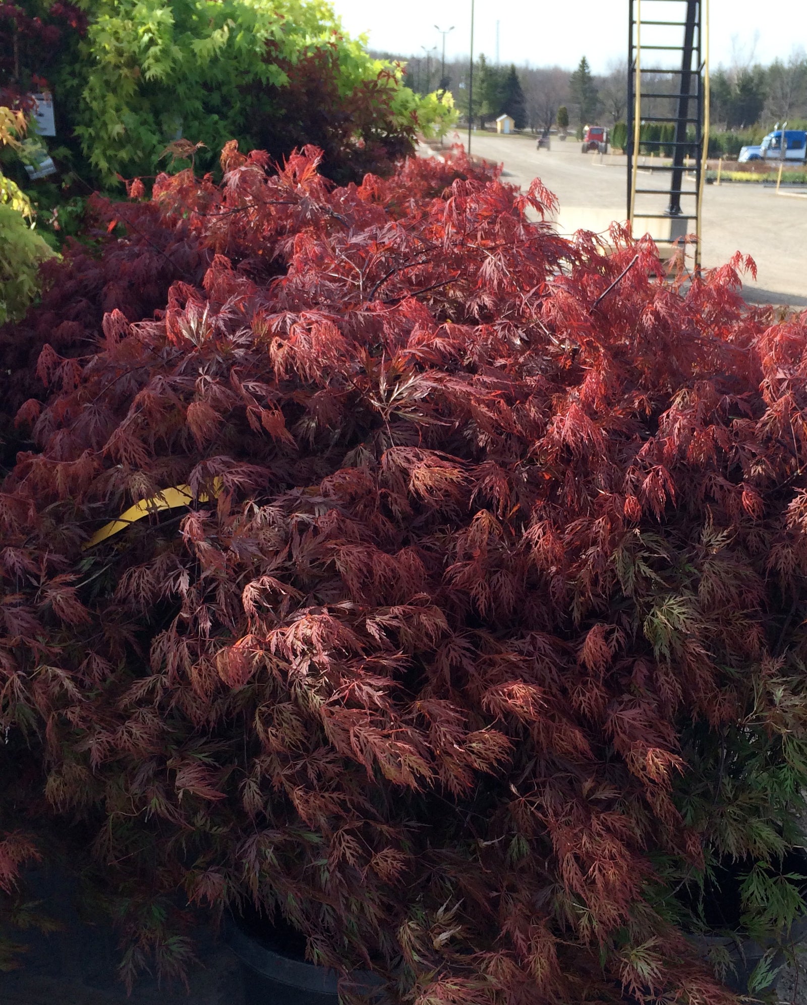 Acer palmatum dissectum Orangeola Orangeola Japanese Maple