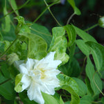 Clematis Duchess of Edinburgh Clematis