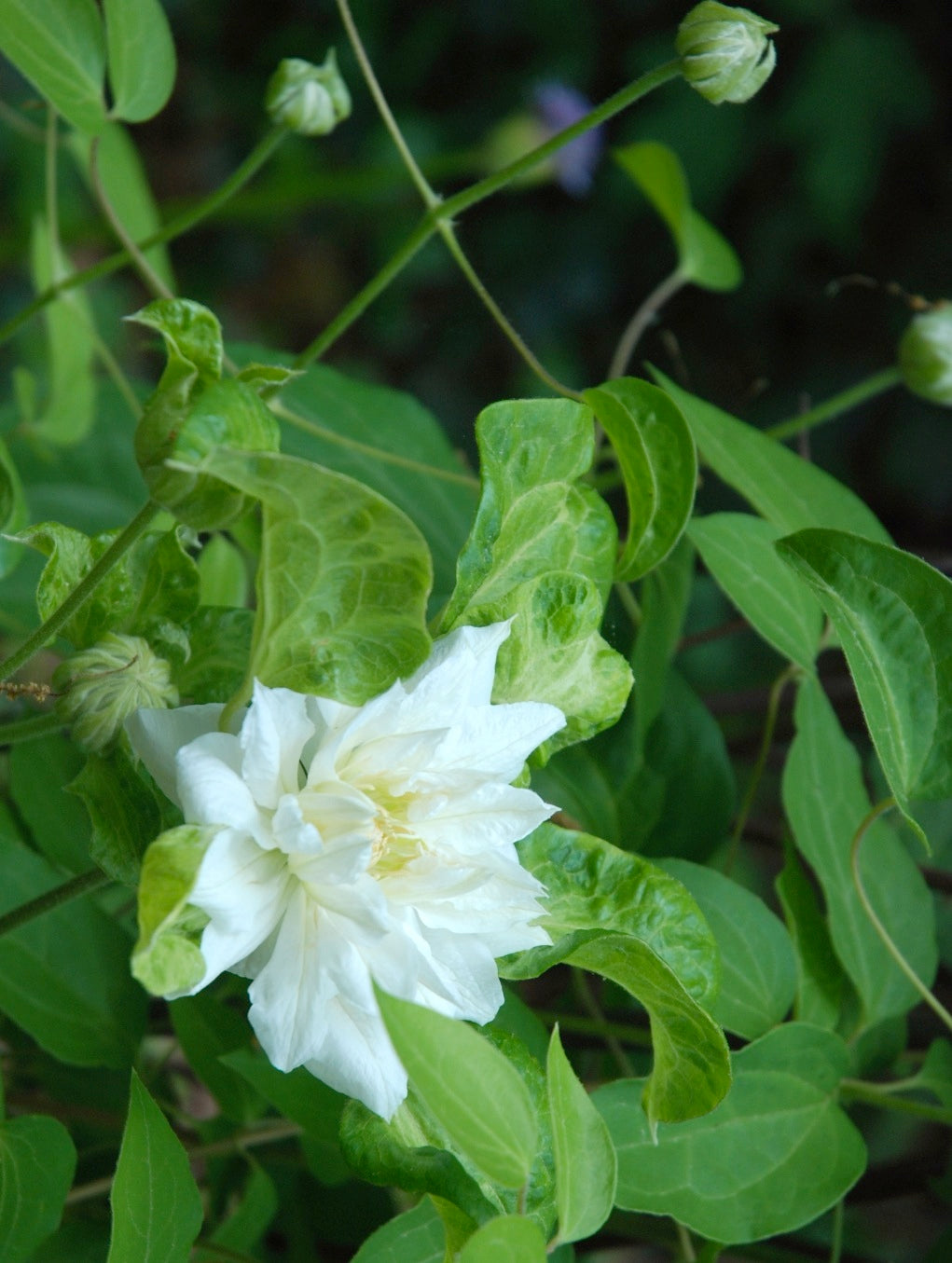 Clematis Duchess of Edinburgh Clematis