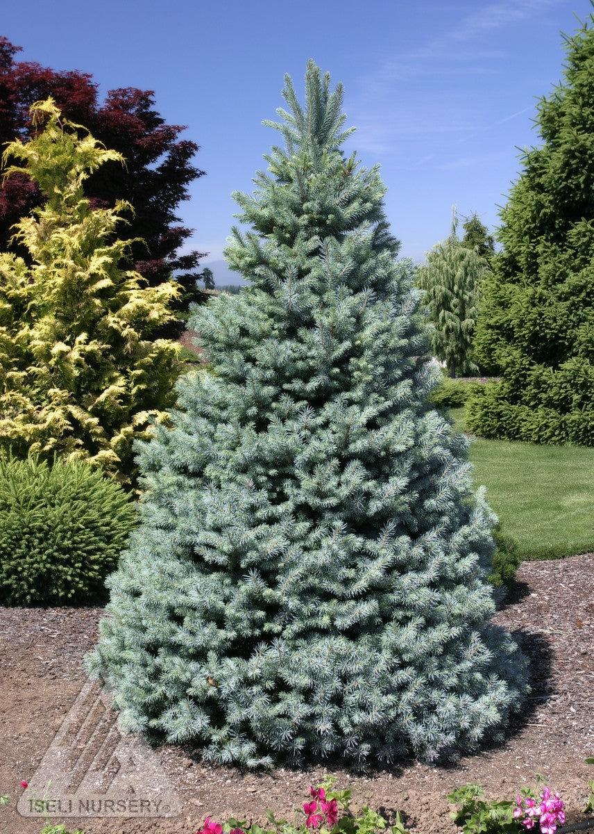 Picea pungens Sester Dwarf Sester Dwarf Blue Spruce