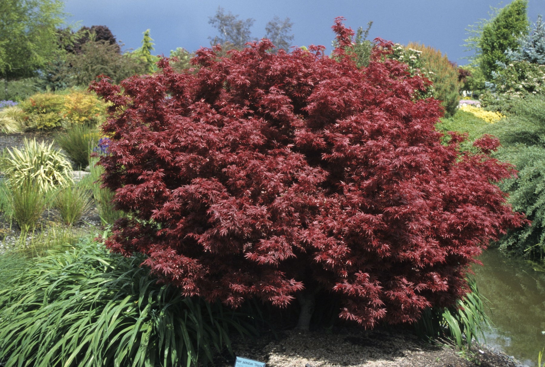 Acer palmatum Shaina Shaina Japanese Maple