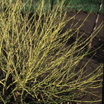 Cornus alba Bud's Yellow European Yellowtwig Dogwood