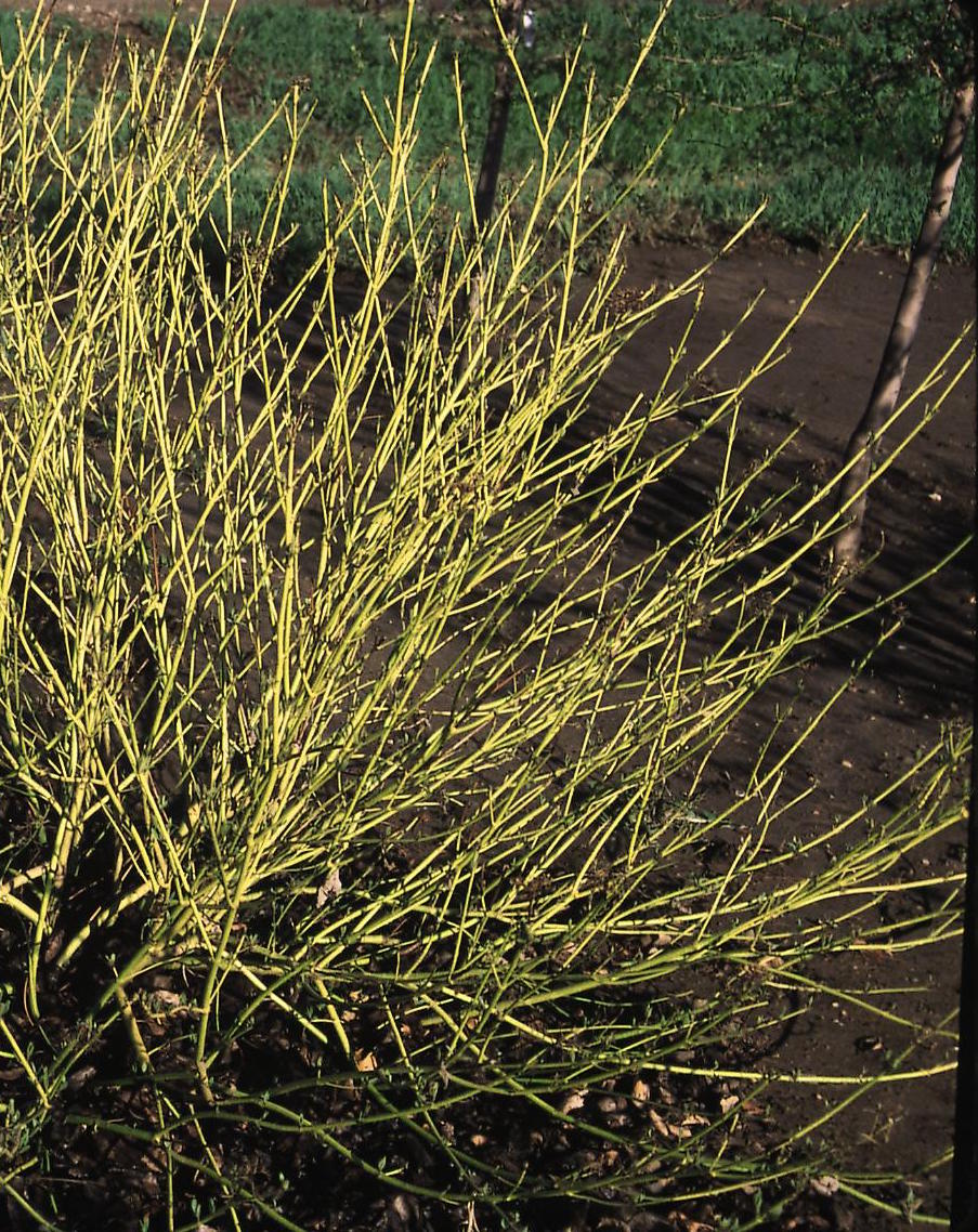 Cornus alba Bud's Yellow European Yellowtwig Dogwood