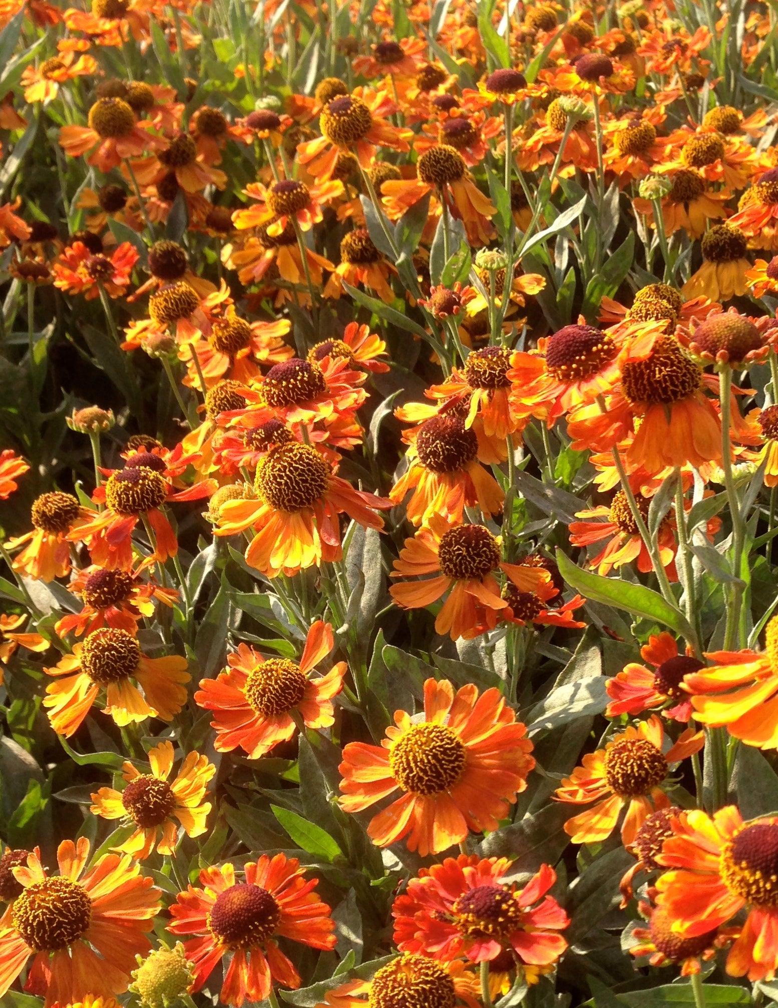 Helenium x Mardi Gras Helbro PP15124, COPF Mardi Gras Sneezeweed