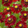 Helenium x Ruby Tuesday PP18234 Sneezeweed