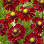 Helenium x Ruby Tuesday PP18234 Sneezeweed